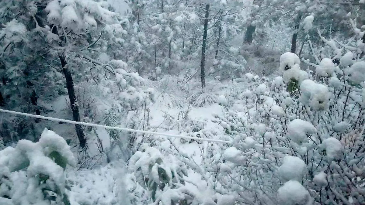 Caída de nieve